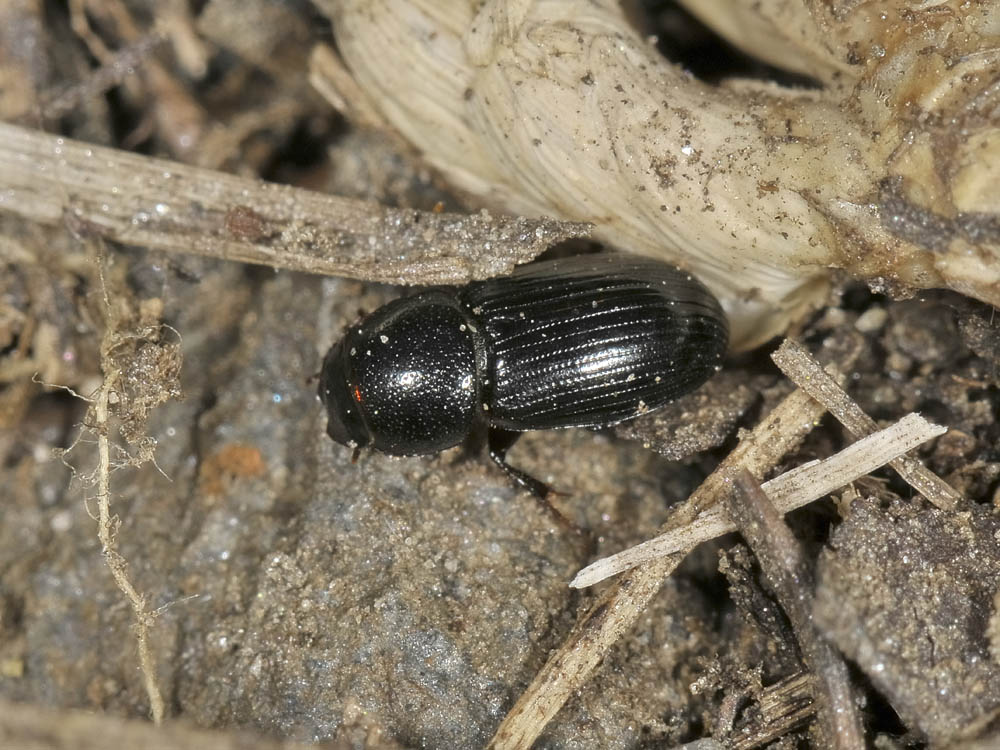 Aphodiidae - Nialus varians (cf)